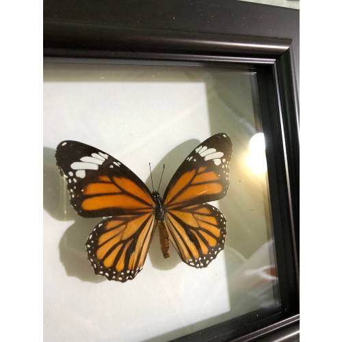 Danaus Plexippus Monarch Butterfly Taxidermy In Frame,Orange Butterfly,Preserved Butterfly,Framed Swallowtail, Entomology,Butterfly Specimen