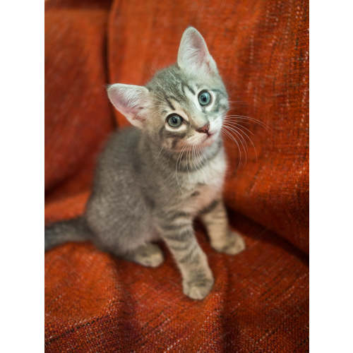 Donate to the kittens of Greenhill