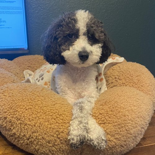 Take Lincoln on a Walk or to our Dog Park