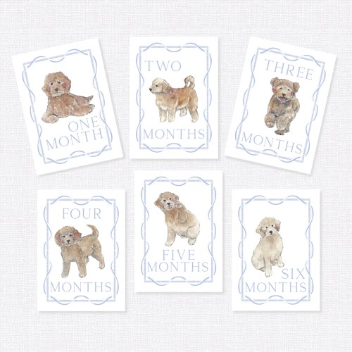 Golden Doodle Milestone Cards, First Year Cards, Monthly Milestone, Golden Doodle Boy Month Cards