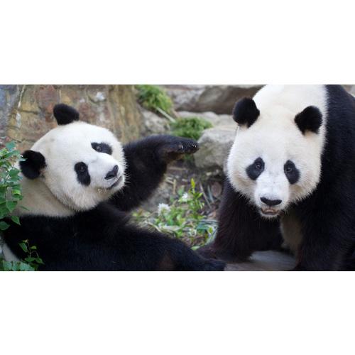 Zoos SA Memberships - Unlimited Entry to Adelaide Zoo