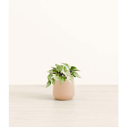 Marble Pothos