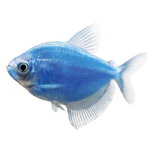 GloFish® Cosmic Blue Tetra