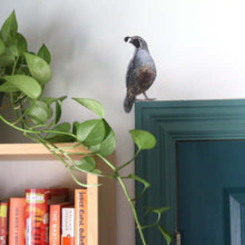 CA Quail Wall Decal Set – Coyote Brush Studios