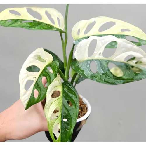 Adansonii Monstera Albo Variegated Japanese Tricolor Live Plant Rooted Cuttings 10+
