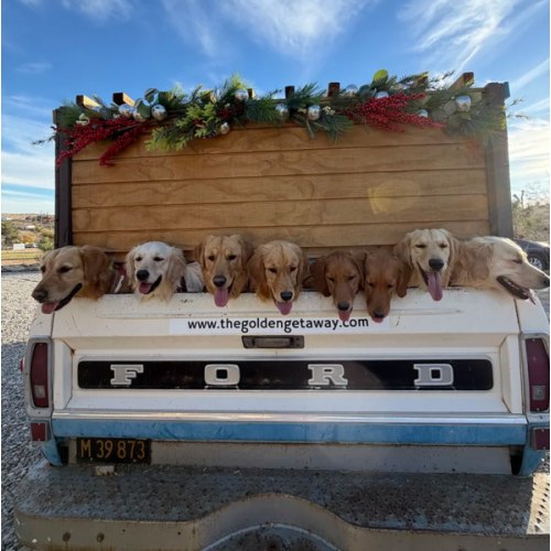 ($180) Date to Golden Retrievers