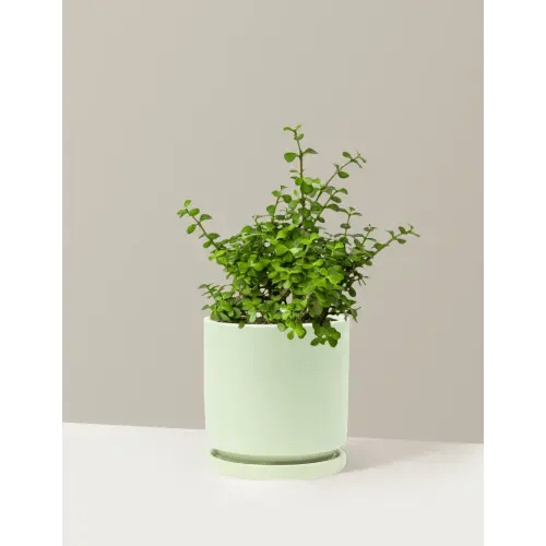 Plant for Nursery - Elephant Bush