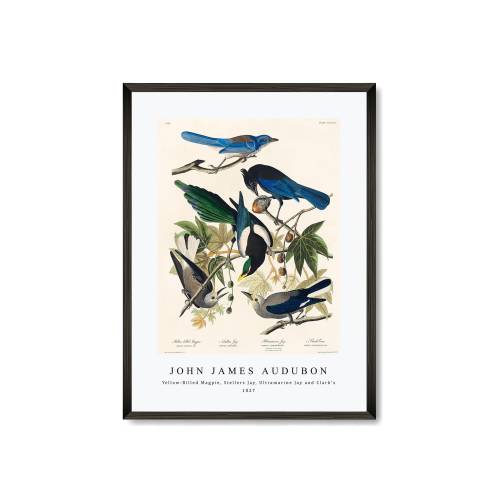 John James Audubon - Yellow-Billed Magpie, Stellers Jay, Ultramarine Jay and Clark's Crow  (1827) | John James Audubon Wall Art Decor