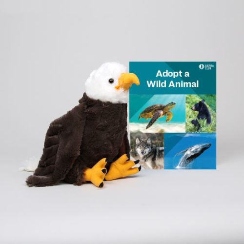 Adopt a Wild Animal Bald Eagle