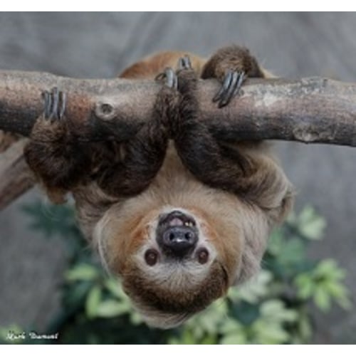 Cincinnati Zoo Web Store :: Ticket Selection :: Zoo Admission