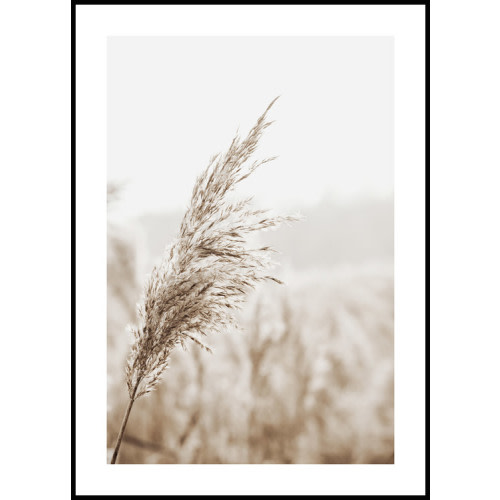Beige Reeds Poster
