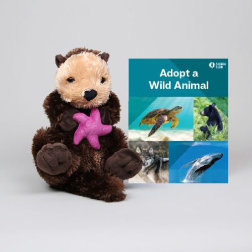 Sea Otter Set – Sierra Club Online Store