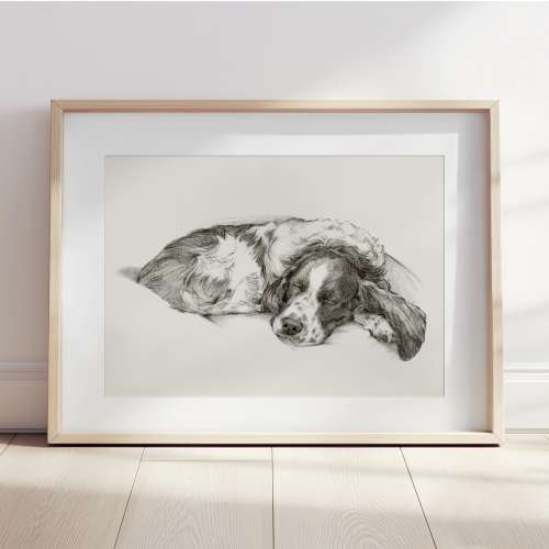 Springer Spaniel Charcoal Art Print, Dog Lover Gift