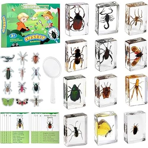 Insect in Resin Specimen, 12 PCS Scientific Educational Bugs Collection, Real Specimens of Various Butterflies and Beetles Preserved, Stickers, Science Classroom Preschool Display(Total 61pcs)