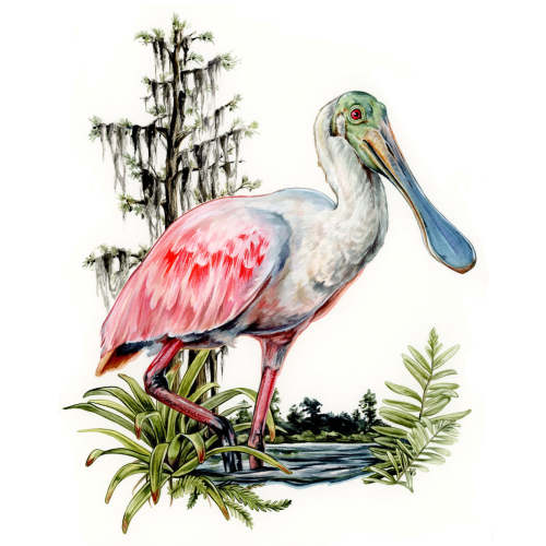 Roseate Spoonbill – vsteiner