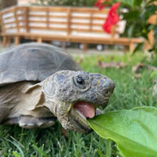 Meal Train for The Reynolds Family