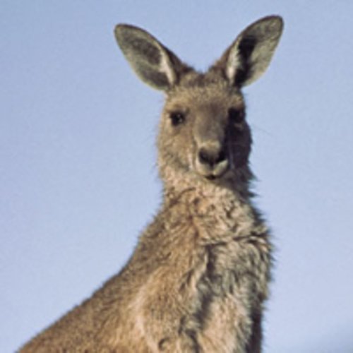Adopt a Kangaroo | Symbolic Adoptions from WWF