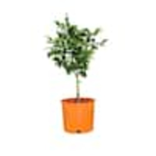 Alder & Oak #3 Container Valencia Orange Semi-Dwarf Tree MIVV03