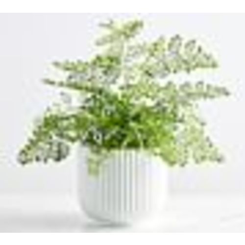 Faux Maidenhair Fern