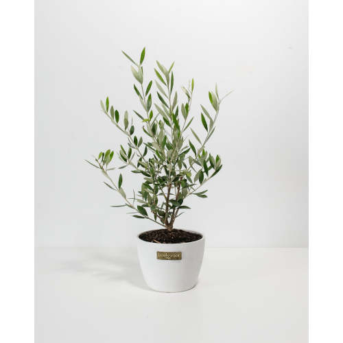 Olive Tree for Sale | Indoor Trees | Lively Root