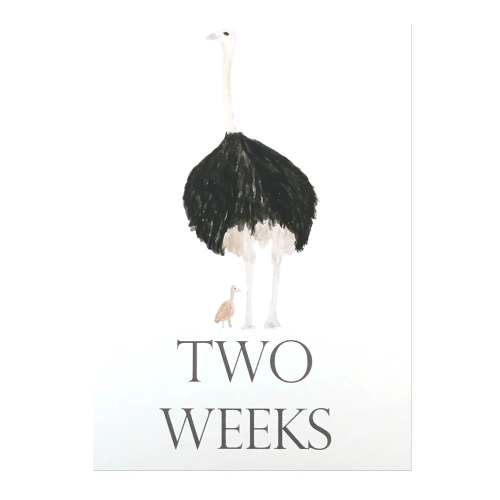 Baby Month Cards