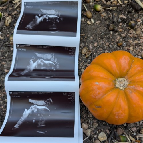 Hector’s Cash Fund