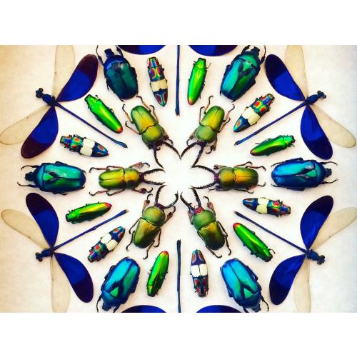 Framed insect taxidermy Oddities and curiosities Framed wall art mixed media Real insect collage Dragonfly taxidermy beetle Kaleidoscope