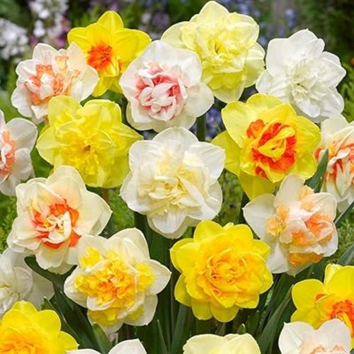 Daffodil, Double Mix, (25 Bulbs)