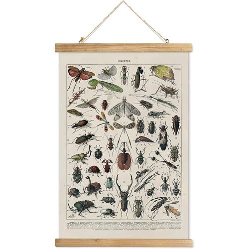 XIAOAIKA Vintage Entomology Poster - Illustrated Insect Species Chart with Wooden Frame - Educational Bug Identification Wall Art for Science Classrooms Home Office 16 x 23 Inches