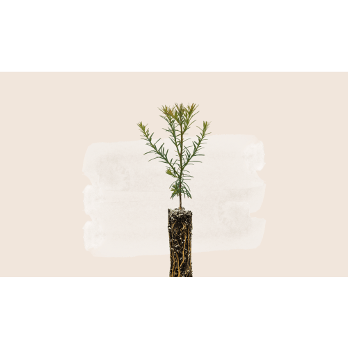 Nursery of Hope Tree Seedling – Owlet US