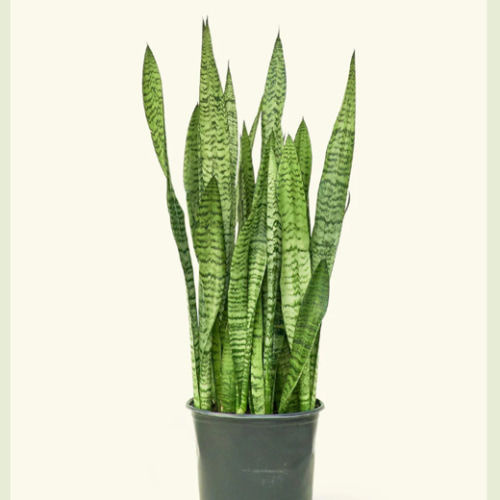 Snake Plant 'Zeylanica', XL