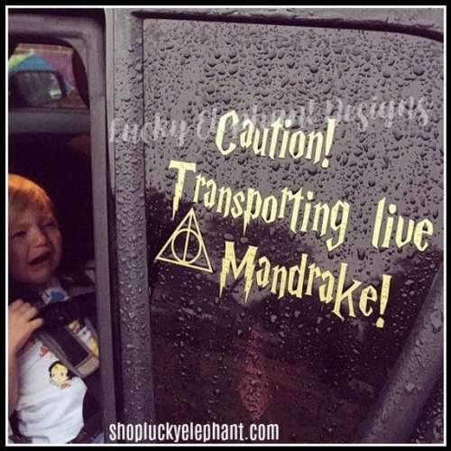 Transporting Live Mandrake Car Decal  Mandrake Baby on Board - Etsy