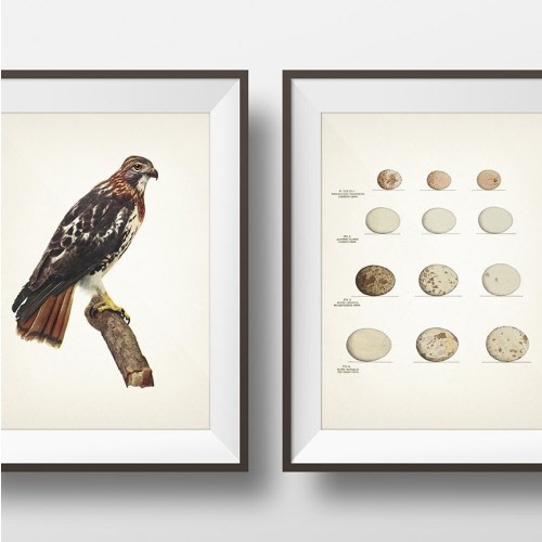 Red Tailed Hawk and Hawk Eggs Print Pair - BI-14 EG-07 - Fine art print of a vintage natural history academia illustration