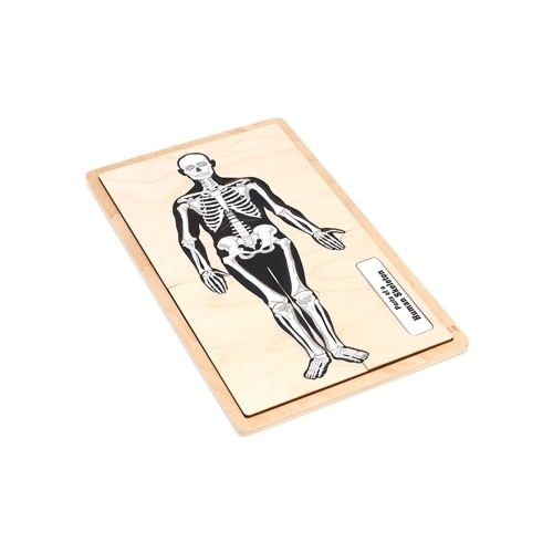 Montessori Materials: Parts of a Human Skeleton Puzzle with Nomenclature Cards (6-9)