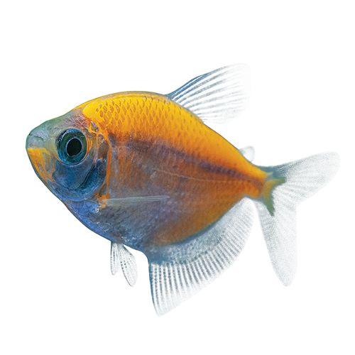 GloFish® Sunburst Orange Tetra