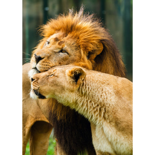 Become a Houston Zoo Member | Unlimited Visits & Member Benefits