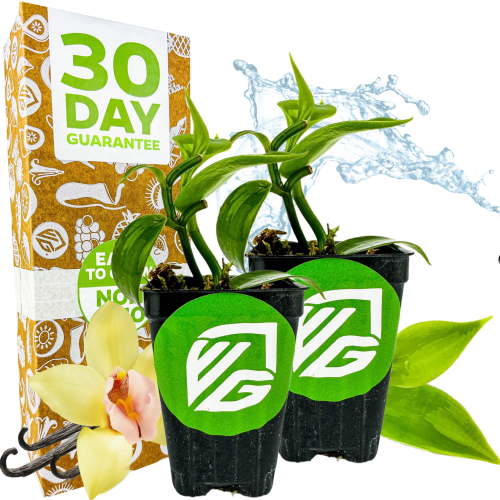 (2-Pack) Vanilla Bean Orchid Live Plant - Vanilla planifolia by Wellspring Gardens - Fragrant Vanilla Beans, Versatile Vine, Tropical Elegance, Aromatic Treasure - Vanilla Bean Starter Plant