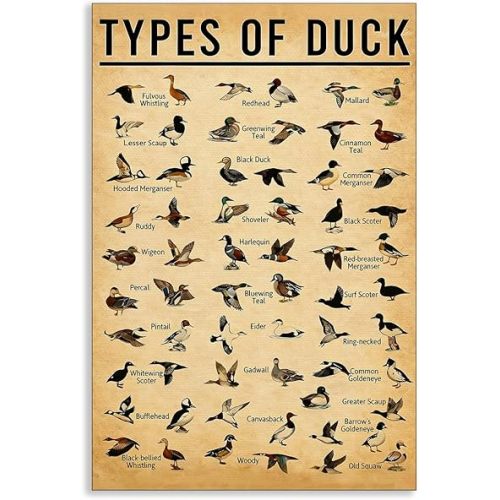 Types of Duck Learning Poster, Mallard Duck Knowledge Canvas Wall Art, Educational Picture for Nursery Toddler Boys Room Wall Decor, Man Caves Nature Enthusiasts Outdoor Animal Print 12x16in Unframed