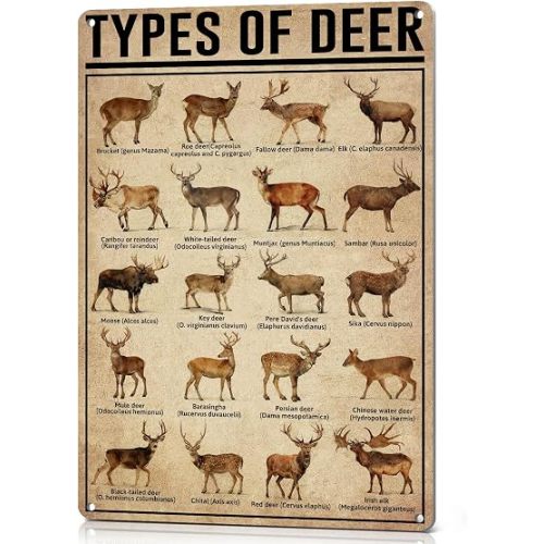 HYBLOM Hunting Decor Types Of Deer Poster, Vintage Metal Signs Wildlife Wall Art for Cabin Man Cave Nursery, Hunting Gifts for Hunters Men Boys 8x12 Inches