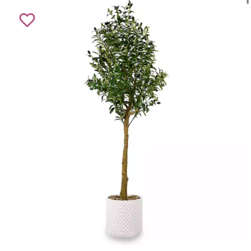 5 ft Olive Tree in White Pot | Kirklands Home
