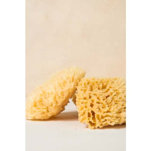 Body Sea Sponge