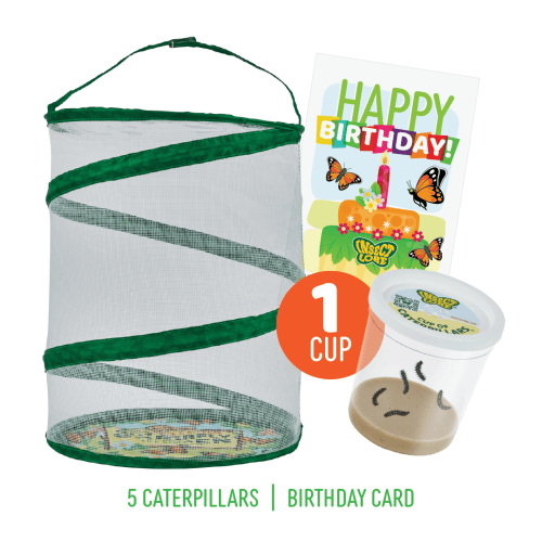 Butterfly Garden® Birthday Kit with Live Caterpillars