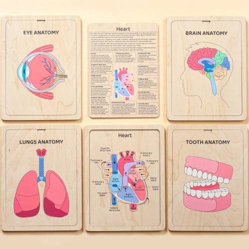 Human Anatomy Wooden Book for Kids, Learning Body Parts Puzzle, Educational Biology Toys, Preschool Learning Anatomy