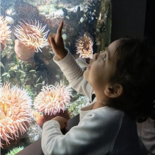 National Aquarium - Membership