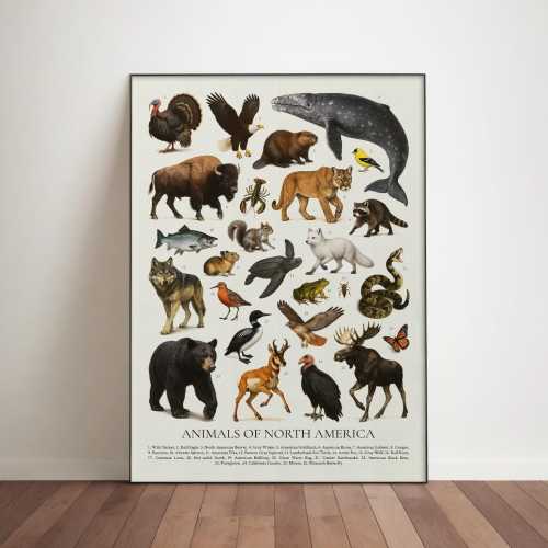 North American Wildlife Poster: Retro Animal Illustration Chart, Educational Print