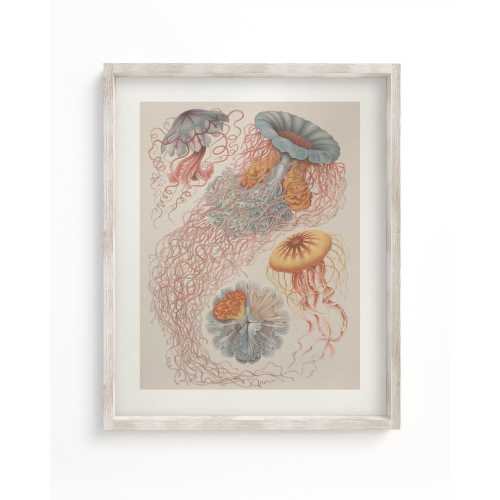 Haeckel Jellyfish Scientific Illustration Museum Print – Cognitive Surplus