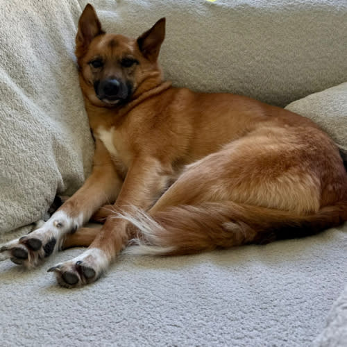 Huck's Daycare/Boarding Fund!