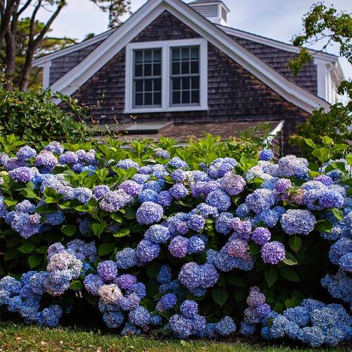 Endless Summer® The Original Reblooming Hydrangea Shrubs for Sale | FastGrowingTrees.com