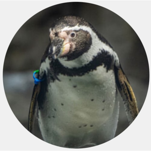 Houston Zoo Web Store :: Ticket Selection :: Membership Certificate Purchase