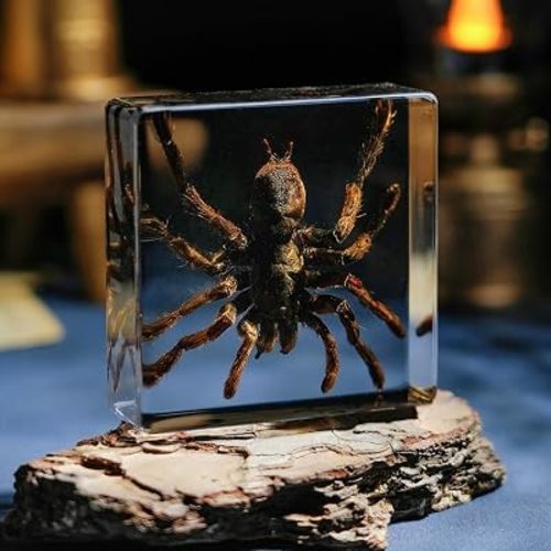 Taxidermy Spider, Real Spider Specimens High Quality Resin Insect for Science Education, Spider Decor Great Gift for Taxidermy, Oddities, Biology (2.95 x 2.95 x 0.98 inch)
